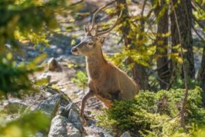 Rooted in the Storm: Why Pagan Paths Matter More Than Ever