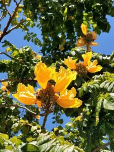 Happy Beltane – Enjoy!