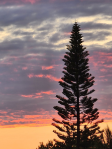 New Research Suggests Forests Heal Through Immersion, Not Bottling