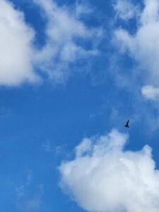 “Can’t Keep My Eyes from the Circling Skies”: VR Researchers Teach Humans to Fly