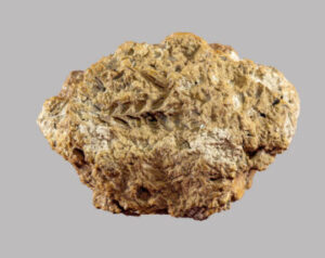 Rising Evidence Points to Ancient Origins of Bread Wheat