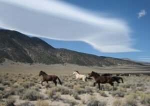 Fate of wild horses left unclear as Indigenous tribe files complaint against their removal
